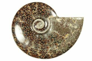 Polished Ammonite (Cleoniceras) Fossil - Madagascar #266302