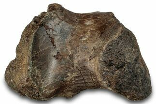 Fossil Dinosaur Vertebra Section - Judith River Formation #266020