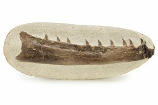 Fossil Mosasaur (Tethysaurus) Jaw - Asfla, Morocco #266937