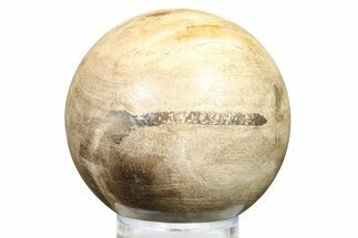 Petrified Wood (Tropical Hardwood) Sphere - Indonesia #266096