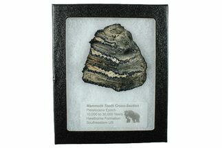 Mammoth Molar Slice with Case - South Carolina #266450