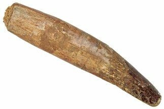 Bargain, Fossil Spinosaurus Tooth - Partial Root #267539