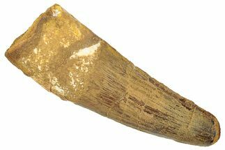 Fossil Spinosaurus Tooth - Real Dinosaur Tooth #267542