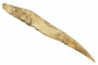 Fossil Shark (Hybodus) Dorsal Spine - Kem Kem Beds, Morocco #267698