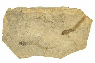 Permian Amphibian (Branchiosaur?) Fossils - Germany #267610