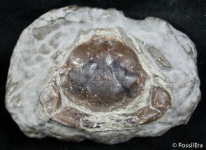 Fossil Crab Pulalius - Washington State #2533