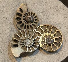 Three Pyritized Kosmoceras Ammonites - Work of Art #15583