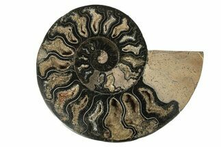 Cut & Polished Ammonite Fossil (Half) - Unusual Black Color #267928
