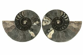 Cut & Polished Ammonite Fossil - Unusual Black Color #267934