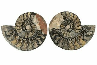 Cut & Polished Ammonite Fossil - Unusual Black Color #267935