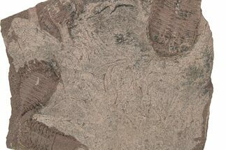 Ordovician Trilobite Plate - Tafraoute, Morocco #267352