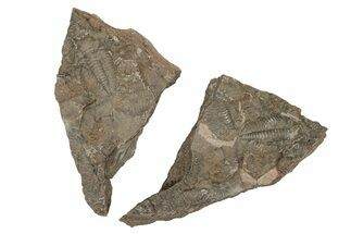 Ordovician Trilobite Mortality Plate (Pos/Neg) - Morocco #267356