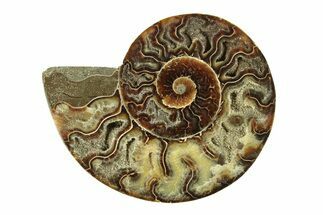Cut & Polished Ammonite Fossil (Half) - Madagascar #267849