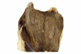 Polished, Petrified Wood (Metasequoia) Stand Up - Oregon #263507