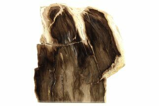 Polished, Petrified Wood (Metasequoia) Stand Up - Oregon #263508