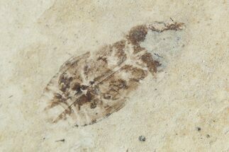 Detailed Fossil Leafhopper (Homoptera) - France #267670