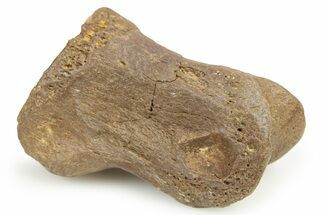 Theropod Dinosaur Toe Bone - Montana #268540