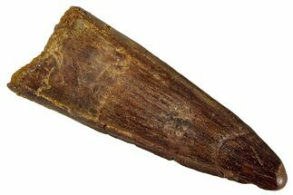 Fossil Spinosaurus Tooth - Real Dinosaur Tooth #268441