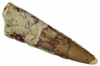 Fossil Spinosaurus Tooth - Real Dinosaur Tooth #268444