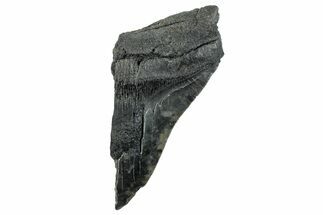 Partial Fossil Megalodon Tooth - South Carolina #268626