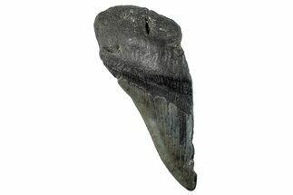 Partial Fossil Megalodon Tooth - South Carolina #268630