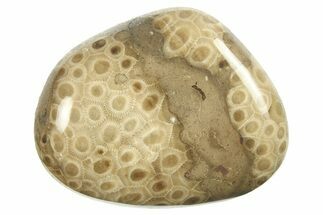 Polished Petoskey Stone (Fossil Coral) - Michigan #268028