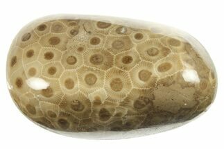 Polished Petoskey Stone (Fossil Coral) - Michigan #268031