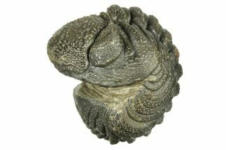 Long, Bumpy Enrolled Morocops Trilobite - Morocco #269187
