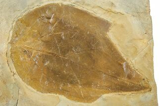 Fossil Leaf (Cissites rocklandensis) - Uncommon Species #268181