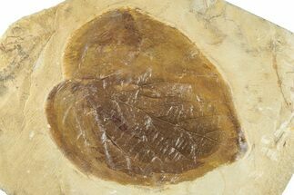 Fossil Leaf (Craspedodromophyllum) - Montana #268291