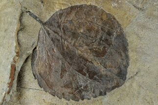 Fossil Leaf (Zizyphoides) - Montana #268292