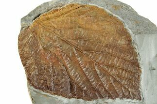 Fossil Leaf (Beringiaphyllum) - Montana #268339