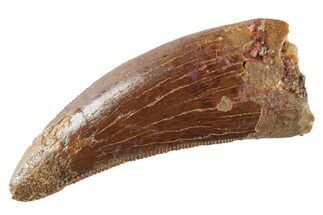 Serrated, Theropod (Deltadromeus?) Pre-Max Tooth - Morocco #268837