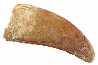 Serrated, Theropod (Deltadromeus?) Pre-Max Tooth - Morocco #268838