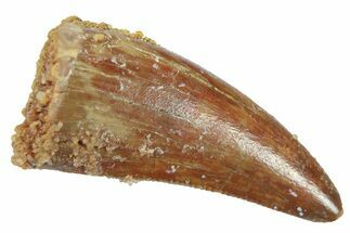 Serrated, Theropod (Deltadromeus?) Pre-Max Tooth - Morocco #268843