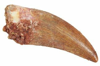Serrated, Theropod (Deltadromeus?) Pre-Max Tooth - Morocco #268848