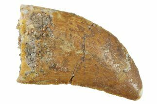 Serrated, Baby Carcharodontosaurus Tooth - Morocco #268863