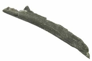 Bizarre Shark (Edestus) Jaw Section with Tooth - Carboniferous #269675