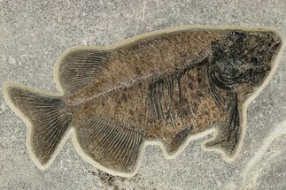 Gorgeous Fish Fossil (Phareodus) - Wyoming #269737