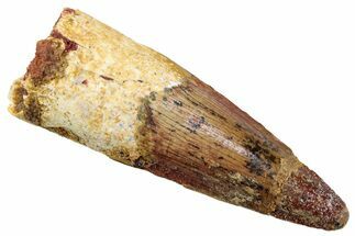 Fossil Spinosaurus Tooth - Real Dinosaur Tooth #268178