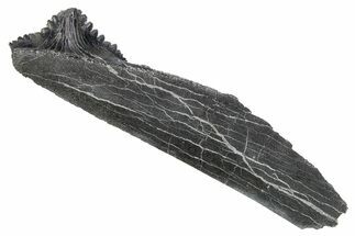 Bizarre Shark (Edestus) Jaw Section with Tooth - Carboniferous #269689