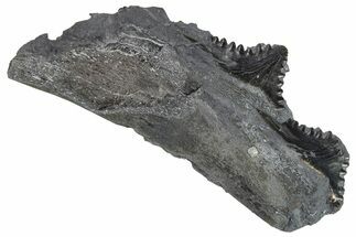 Bizarre Shark (Edestus) Jaw Section with Teeth - Carboniferous #269692