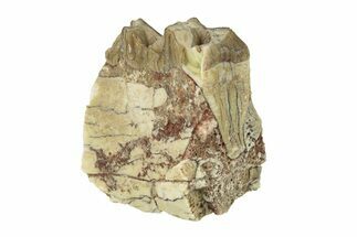 Oreodont (Merycoidodon) Jaw Section - South Dakota #268773