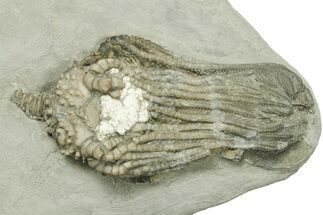 Fossil Crinoid (Platycrinites) - Crawfordsville, Indiana #269735