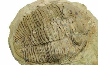 Rare Trilobite (Odontocephalus) - Perry County, Pennsylvania #269778