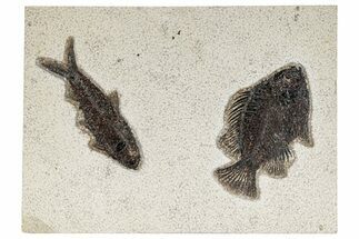 Multiple Fossil Fish (Cockerellites & Knightia) Plate - Wyoming #269794