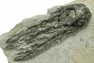 Fossil Crinoid (Agaricocrinus) - Crawfordsville, Indiana #269915