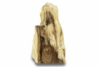Polished, Petrified Wood (Metasequoia) Stand Up - Oregon #263736