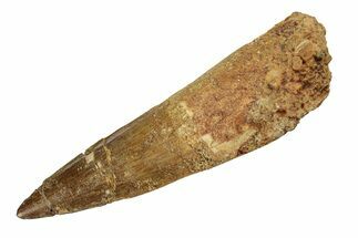 Bargain, Fossil Spinosaurus Tooth - Real Dinosaur Tooth #268193