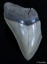 Partial Inch Megalodon - Absolutely Gorgeous #2540
